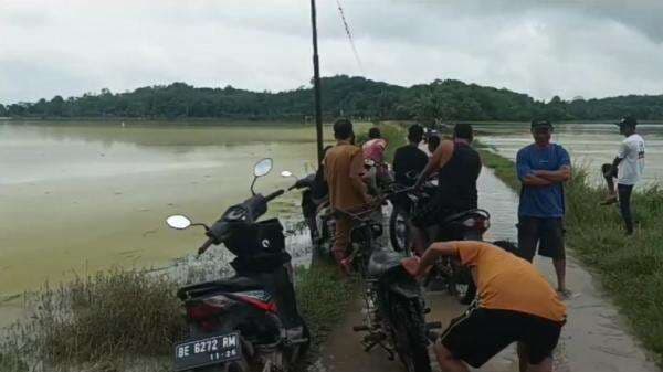 Bendungan Way Gatel, 200 Hektare Sawah di Pringsewu Terendam Banjir Bendungan Way Gatel, 200 Hektare Sawah di Pringsewu Terendam Banjir