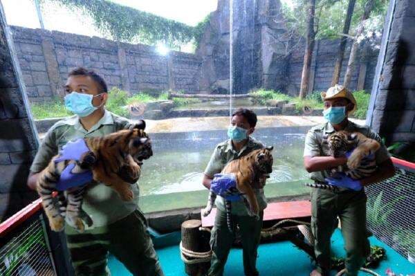 3 Bayi Harimau Benggala Lucu dan Menggemaskan Lahir di Solo Safari, Ini Nama-namanya 3 Bayi Harimau Benggala Lucu dan Menggemaskan Lahir di Solo Safari, Ini Nama-namanya