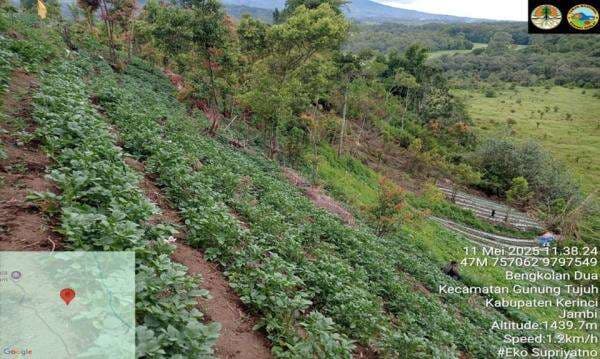 BBTNKS: 19 Batang Ganja di Kerinci Tidak Berada Dalam Kawasan Taman Nasional Kerinci Seblat BBTNKS: 19 Batang Ganja di Kerinci Tidak Berada Dalam Kawasan Taman Nasional Kerinci Seblat