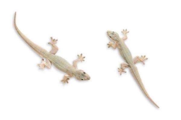 Benarkah Kotoran Cicak Termasuk Najis? Begini Pendapat Ulama Benarkah Kotoran Cicak Termasuk Najis? Begini Pendapat Ulama