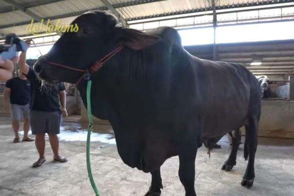 Berapa Harga Sapi Kurban Sonny Septian Hadiah dari Raffi Ahmad? Berapa Harga Sapi Kurban Sonny Septian Hadiah dari Raffi Ahmad?