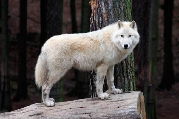 Berjuluk Serigala Putih, Berikut Fakta Hewan Buas yang Melekat di Timnas Uzbekistan
