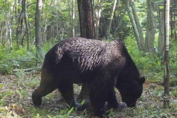 Beruang Liar Pemakan Daging Manusia Berkeliaran di Pulau Hokkaido Beruang Liar Pemakan Daging Manusia Berkeliaran di Pulau Hokkaido