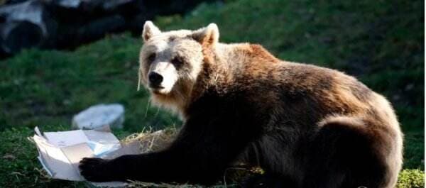 Beruang Terekam Berlari-larian di Jalanan Serang 2 Orang, Korban Langsung Dilarikan ke RS