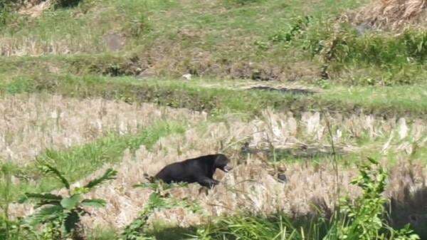 Beruang Turun Gunung Hebohkan Warga Tanah Datar Beruang Turun Gunung Hebohkan Warga Tanah Datar
