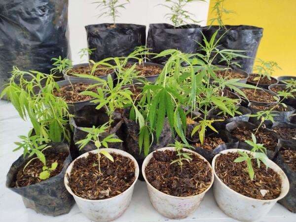 Miris! Bibit Ganja yang Dibudidaya Sarjana Pertanian Berasal darı Lapas Miris! Bibit Ganja yang Dibudidaya Sarjana Pertanian Berasal darı Lapas