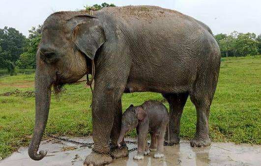 Bikin Gemes, Anak Gajah Sumatera Lahir di Taman Nasional Way Kambas