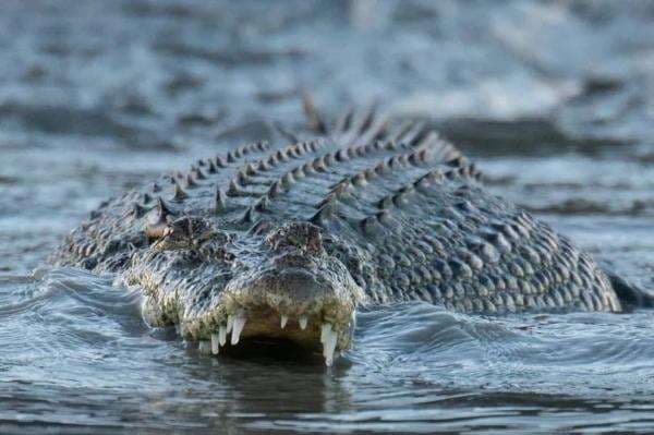 Bisa Melahap Buaya Utuh, Spesies Cacing Baru Ditemukan Bisa Melahap Buaya Utuh, Spesies Cacing Baru Ditemukan