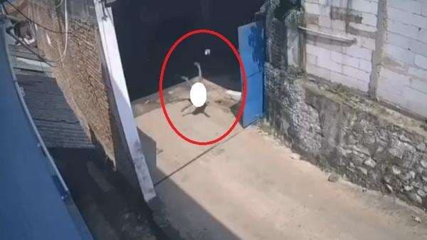 Detik-Detik Bocah di Bogor Terjatuh dari Atap Bangunan saat Asyik Main Layangan Terekam CCTV Detik-Detik Bocah di Bogor Terjatuh dari Atap Bangunan saat Asyik Main Layangan Terekam CCTV