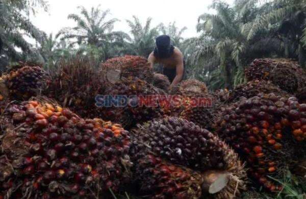BPDP Bantu Anak Petani Sawit dengan Beasiswa ke Perguruan Tinggi BPDP Bantu Anak Petani Sawit dengan Beasiswa ke Perguruan Tinggi