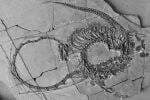 Bukan Mitos, Ilmuwan Temukan Fosil Naga Berusia 240 Juta Tahun