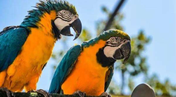 Apakah Burung Beo Mengerti Apa yang Diucapkan? Apakah Burung Beo Mengerti Apa yang Diucapkan?