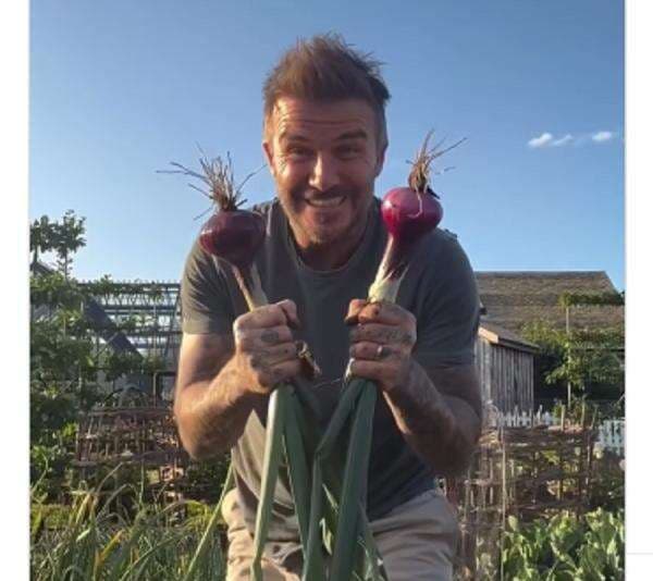 Viral! David Beckham Asyik Panen Bawang Nikmati Masa Pensiun Viral! David Beckham Asyik Panen Bawang Nikmati Masa Pensiun