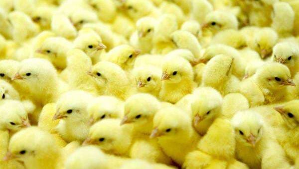 Danantara Siap Kucurkan Rp20 Triliun untuk Proyek Peternakan Ayam, Saham Ini Jadi Sorotan Danantara Siap Kucurkan Rp20 Triliun untuk Proyek Peternakan Ayam, Saham Ini Jadi Sorotan