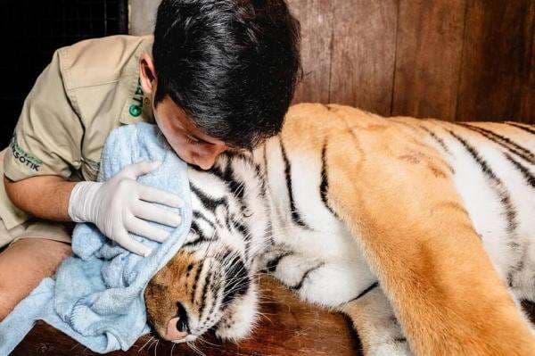 Viral Harimau Peliharaan Alshad Ahmad Kritis, Kondisinya Mengkhawatirkan! Viral Harimau Peliharaan Alshad Ahmad Kritis, Kondisinya Mengkhawatirkan!