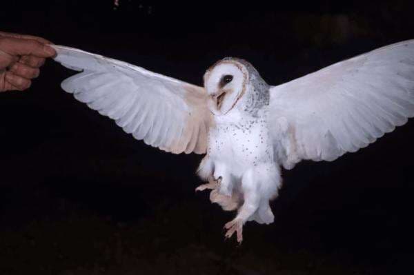 Viral Perempuan di Belu NTT Tembak Mati Burung Hantu gegara Tidur Malam Terganggu Viral Perempuan di Belu NTT Tembak Mati Burung Hantu gegara Tidur Malam Terganggu