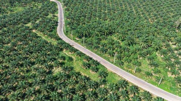 Harga CPO Melemah Empat Pekan Beruntun Harga CPO Melemah Empat Pekan Beruntun