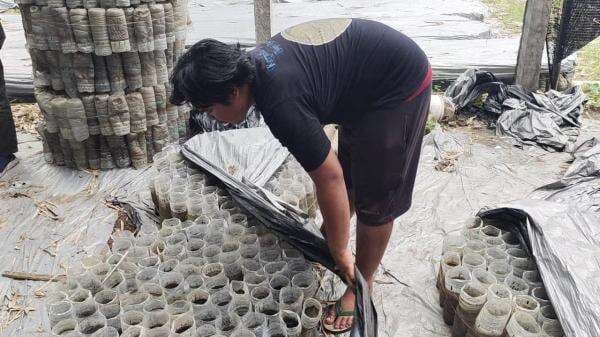 6 Ribuan Ekor Cupang Hilang Misterius 6 Ribuan Ekor Cupang Hilang Misterius