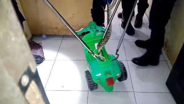 Ngeri, Ular Piton Sepanjang 1,5 Meter Ditemukan Bersembunyi di Sepeda Mainan Anak di Palangka Raya Ngeri, Ular Piton Sepanjang 1,5 Meter Ditemukan Bersembunyi di Sepeda Mainan Anak di Palangka Raya