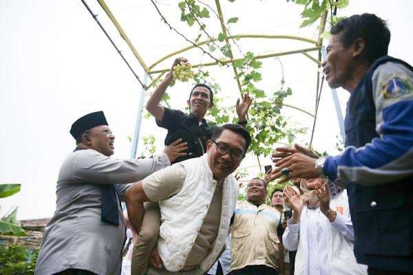 Saat Ridwan Kamil Gendong Warga Petik Anggur Saat Ridwan Kamil Gendong Warga Petik Anggur