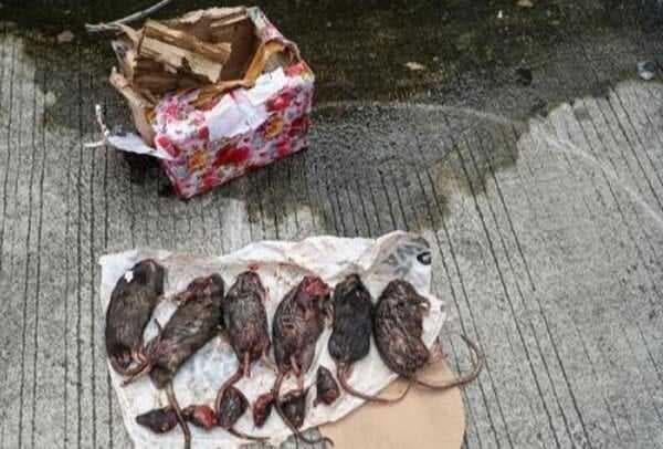 IJTI Kecam Aksi Teror terhadap Wartawan Tempo, Desak Polisi Usut Tuntas IJTI Kecam Aksi Teror terhadap Wartawan Tempo, Desak Polisi Usut Tuntas