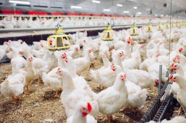 Dana Rp20 Triliun Danantara Warnai Penguatan Saham Poultry Dana Rp20 Triliun Danantara Warnai Penguatan Saham Poultry
