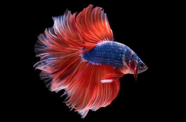 Cegah Penularan DBD, Ini Daftar Ikan Pemakan Jentik Nyamuk yang Wajib Dipelihara Cegah Penularan DBD, Ini Daftar Ikan Pemakan Jentik Nyamuk yang Wajib Dipelihara