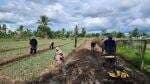 Cerita Petani di Merauke yang Produktivitasnya Makin Meningkat Berkat Program Pemberdayaan Klaster Usaha dari BRI Cerita Petani di Merauke yang Produktivitasnya Makin Meningkat Berkat Program Pemberdayaan Klaster Usaha dari BRI