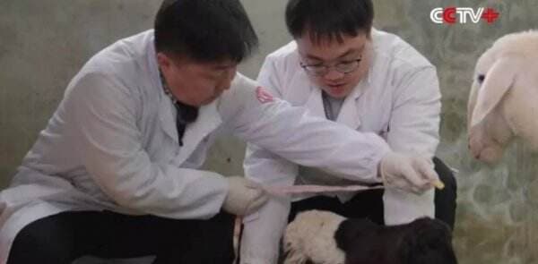 China Berhasil Kloning 2 Ekor Kambing untuk Produksi Wol