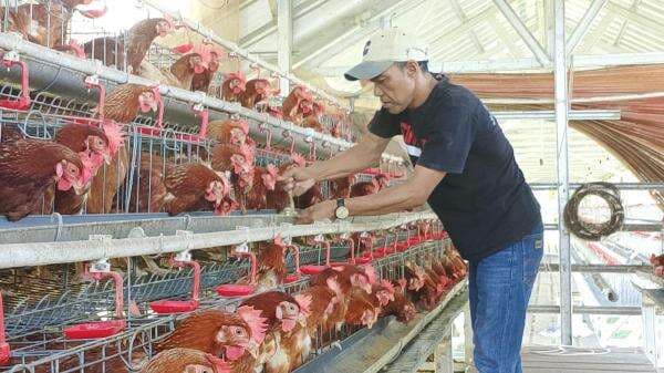 Inspiratif! Kades di Indramayu Budidaya Ayam Petelur, Ajak Masyarakat Berinovasi Inspiratif! Kades di Indramayu Budidaya Ayam Petelur, Ajak Masyarakat Berinovasi