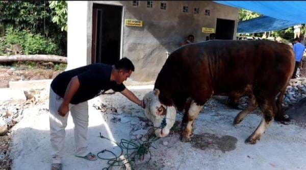 Bangga Sekaligus Haru, Sapi Peliharaan Roli Dipilih Jadi Kurban Presiden Bangga Sekaligus Haru, Sapi Peliharaan Roli Dipilih Jadi Kurban Presiden