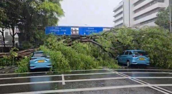 Pohon Beringin di Depan Kemenko Perekonomian Tumbang Timpa Dua Taksi Pohon Beringin di Depan Kemenko Perekonomian Tumbang Timpa Dua Taksi
