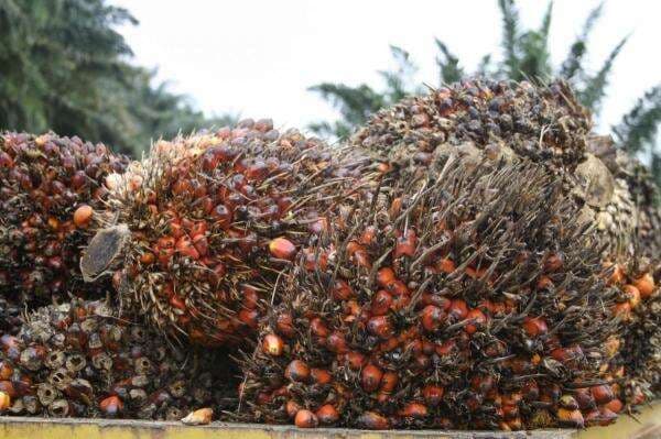 Harga CPO Bangkit usai Dua Hari Melemah Harga CPO Bangkit usai Dua Hari Melemah