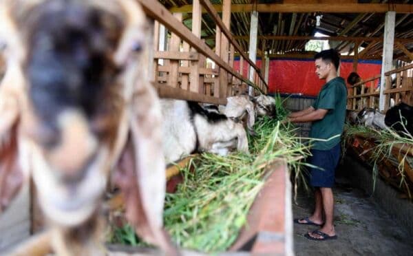 Daftar Terbaru Harga Kambing Kurban 2025 untuk Idul Adha, Cek di Sini Daftar Terbaru Harga Kambing Kurban 2025 untuk Idul Adha, Cek di Sini