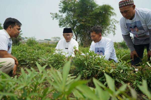 Paguyuban Petani Ubi Cipanas Siap Menangkan Herman-Ibang Paguyuban Petani Ubi Cipanas Siap Menangkan Herman-Ibang