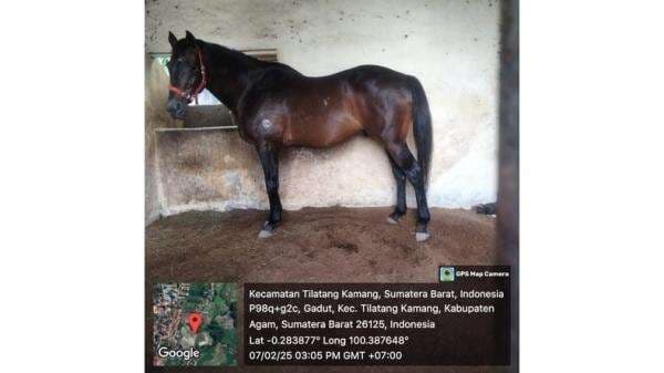 Legenda Pacuan Mati di Bukittinggi, Kuda Fort de Kock Hill Tutup Usia Umur 19 Legenda Pacuan Mati di Bukittinggi, Kuda Fort de Kock Hill Tutup Usia Umur 19