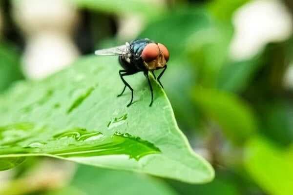 Deteksi Wabah Baru, AS Sebar Ratusan Juta Lalat Screwworm Deteksi Wabah Baru, AS Sebar Ratusan Juta Lalat Screwworm