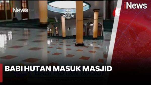 Detik-Detik Babi Hutan Masuk ke Masjid, Bikin Warga Panik Detik-Detik Babi Hutan Masuk ke Masjid, Bikin Warga Panik