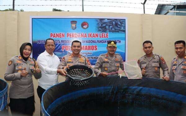 Dukung Ketahanan Pangan, Polres Maros Salurkan Hasil Panen Lele ke Panti Asuhan Dukung Ketahanan Pangan, Polres Maros Salurkan Hasil Panen Lele ke Panti Asuhan