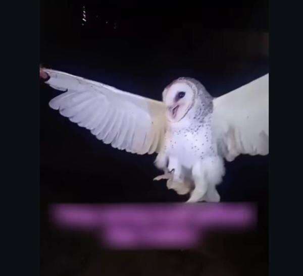 Viral, Wanita di NTT Tega Tembak Mati Burung Hantu, Gara-Gara Ganggu Waktu Tidurnya Viral, Wanita di NTT Tega Tembak Mati Burung Hantu, Gara-Gara Ganggu Waktu Tidurnya