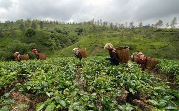 Digitalisasi dan Mekanisasi Masa Depan Perkebunan di Indonesia Digitalisasi dan Mekanisasi Masa Depan Perkebunan di Indonesia