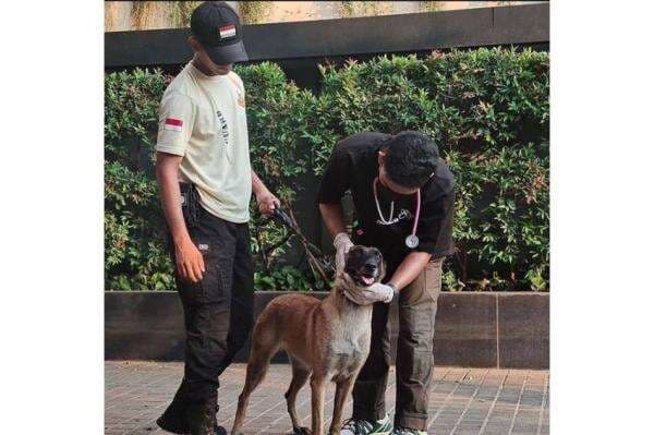 Dikecam Gegara Pukul Anjing Pelacak di Depan Mal, Begini Klarifikasi Pelaku Dikecam Gegara Pukul Anjing Pelacak di Depan Mal, Begini Klarifikasi Pelaku