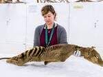 DNA Macan Tasmania Berhasil Dikumpulkan, Gimana dengan Harimau Jawa? DNA Macan Tasmania Berhasil Dikumpulkan, Gimana dengan Harimau Jawa?