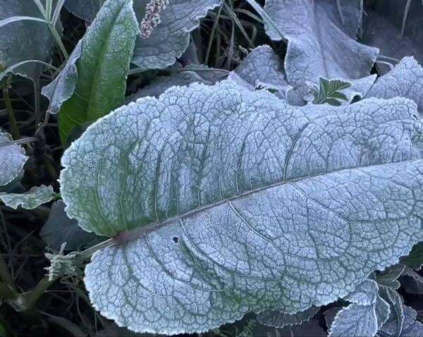 Dua Wajah Embun Upas Bromo: Anugerah Bagi Pariwisata, Tantangan bagi Petani Tangguh Tengger Dua Wajah Embun Upas Bromo: Anugerah Bagi Pariwisata, Tantangan bagi Petani Tangguh Tengger