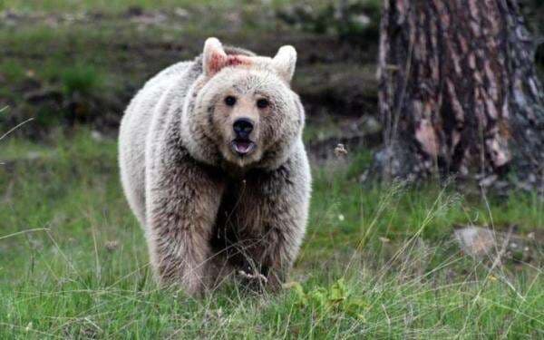 Beruang Masuk Mal di Jepang Bikin Panik Pengunjung, Ujungnya Disetrum sampai Mati Beruang Masuk Mal di Jepang Bikin Panik Pengunjung, Ujungnya Disetrum sampai Mati