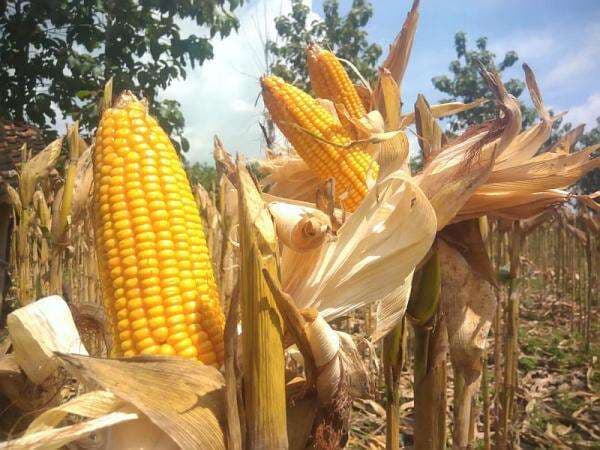 Tidak Impor, Indonesia Siap Ekspor Jagung di 2026 Tidak Impor, Indonesia Siap Ekspor Jagung di 2026