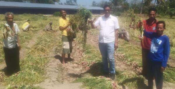 Dampingi Panen Bawang, Legislator Partai Perindo Mesak Mbura Tegaskan Komitmen Sejahterakan Petani Kupang Dampingi Panen Bawang, Legislator Partai Perindo Mesak Mbura Tegaskan Komitmen Sejahterakan Petani Kupang