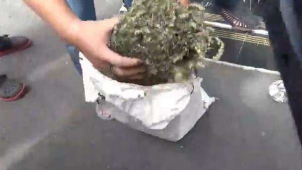 Geledah Kediaman Sindikat Curanmor di Bengkulu, Polisi Temukan Sekarung Ganja Geledah Kediaman Sindikat Curanmor di Bengkulu, Polisi Temukan Sekarung Ganja