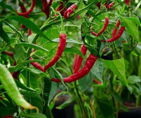 Cabai Ternyata Bisa Bantu Turunkan Darah Tinggi, Cek Faktanya Cabai Ternyata Bisa Bantu Turunkan Darah Tinggi, Cek Faktanya