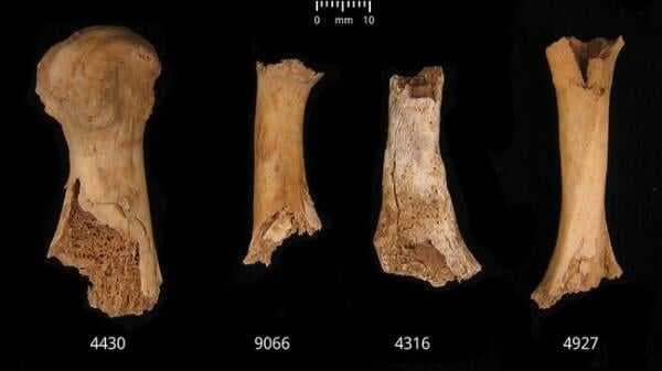 Arkeolog Temukan Bukti Praktik Kanibalisme di Inggris Arkeolog Temukan Bukti Praktik Kanibalisme di Inggris